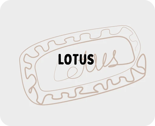ilustración de una galleta tipo Lotus dibujada mediante trazos