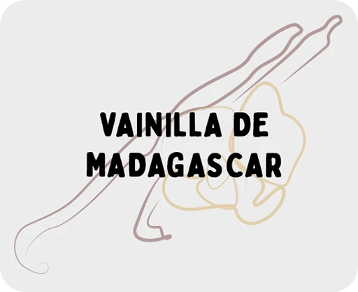 ilustración de unas ramas de vainilla dibujadas mediante trazos